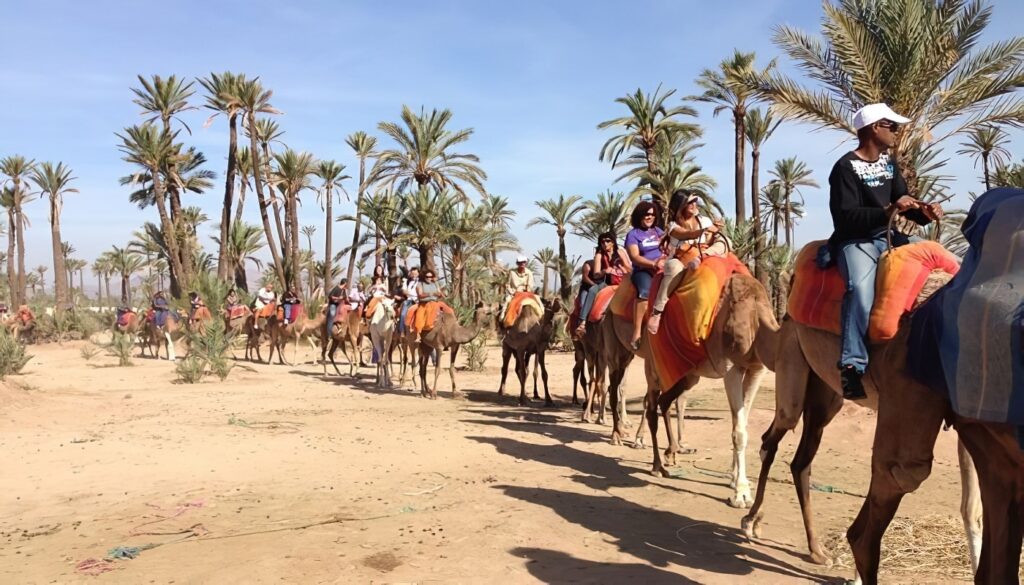 Dromadaire dans la palmeraie Marrakech